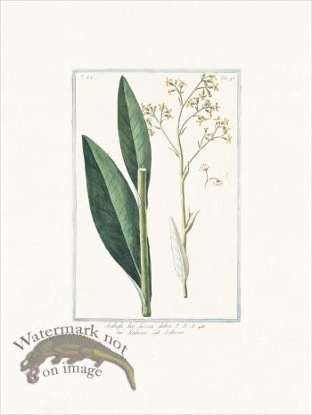 Bonelli 695 Devilsbit